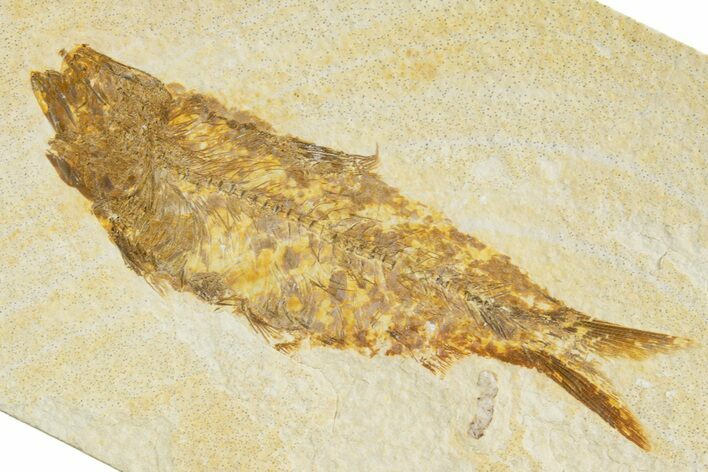 Detailed Fossil Fish (Knightia) - Wyoming #345373